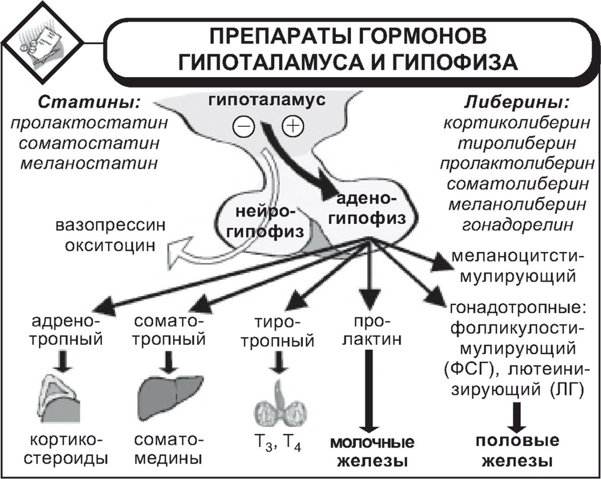 Схема действия гормонов гипоталамуса и гипофиза