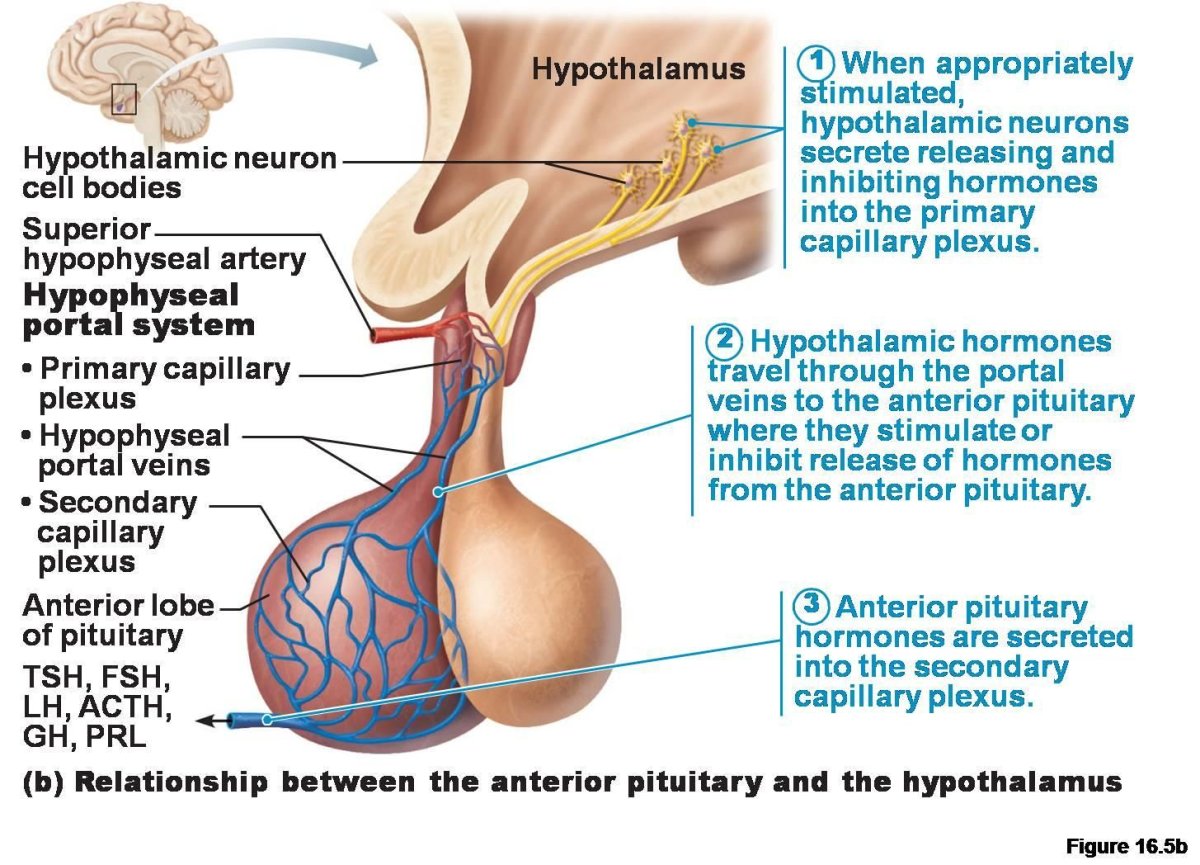 Anterior pituitary