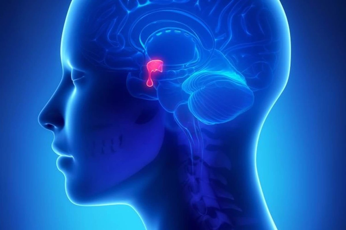 Миндалевидное тело в головном мозге