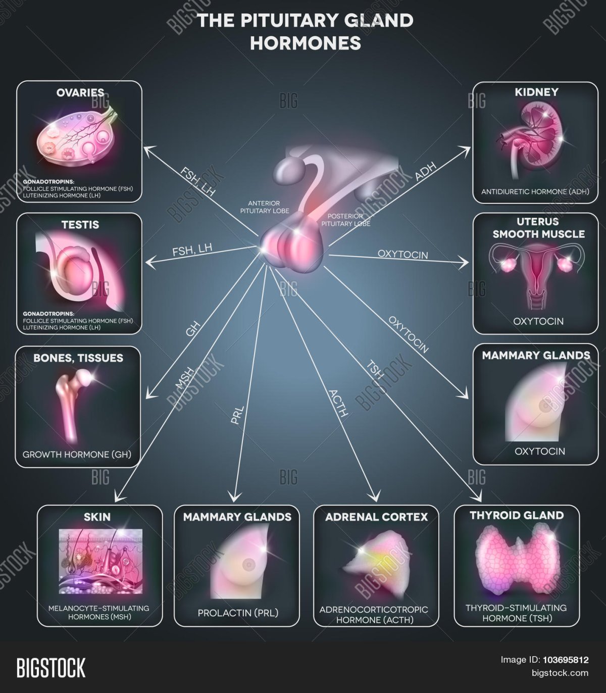 Темно в организме