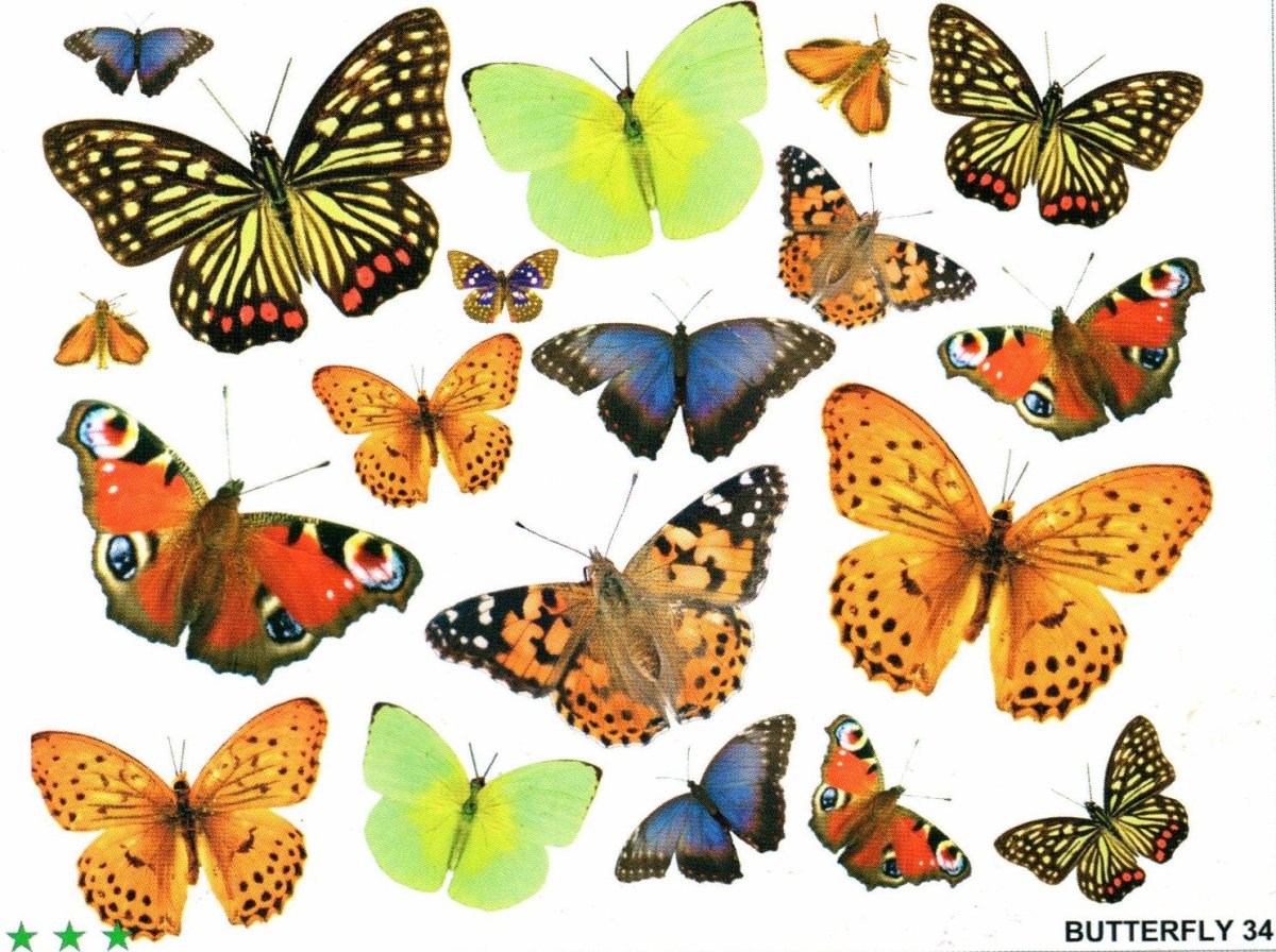 Разноцветные бабочки для вырезания