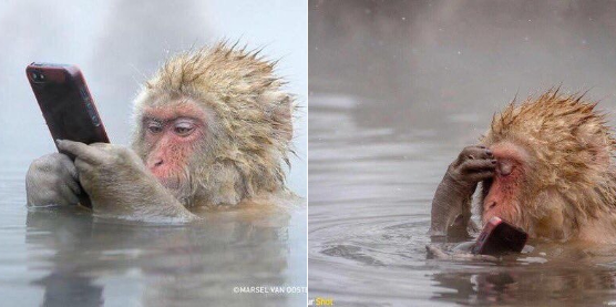 Мартышка с телефоном