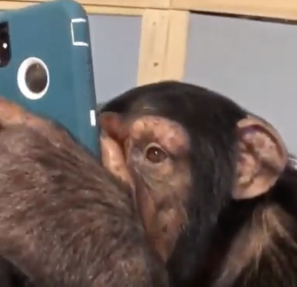 Человек и обезьяна карикатура