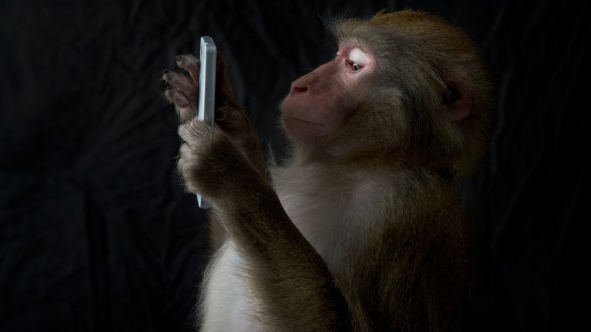 Обезьяна с телефоном в руке