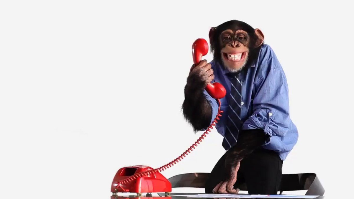 Обезьяна в деловом костюме