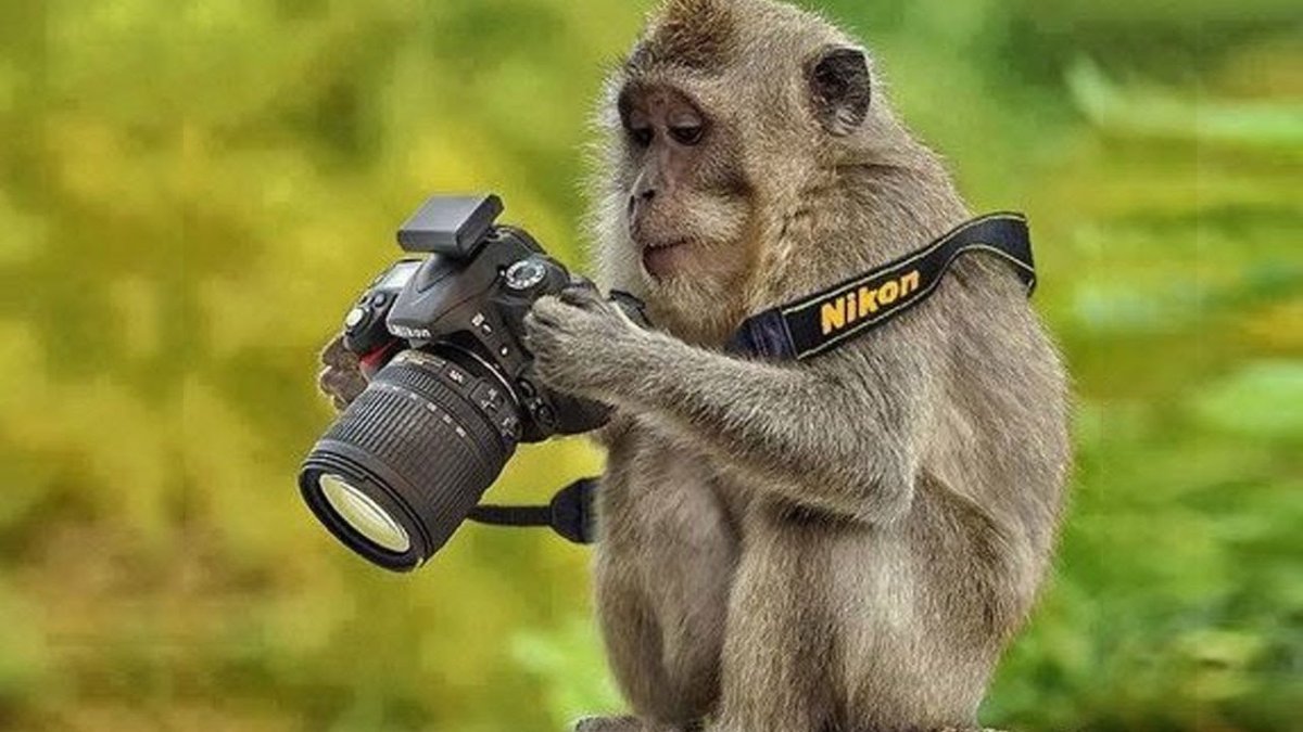 Обезьяна в смокинге