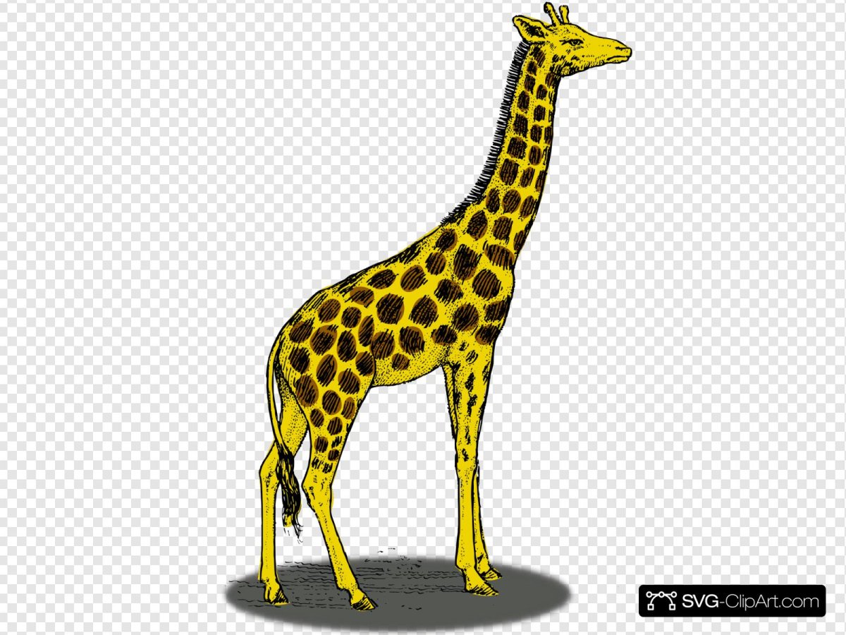 Жираф рисунок детский простой самый
