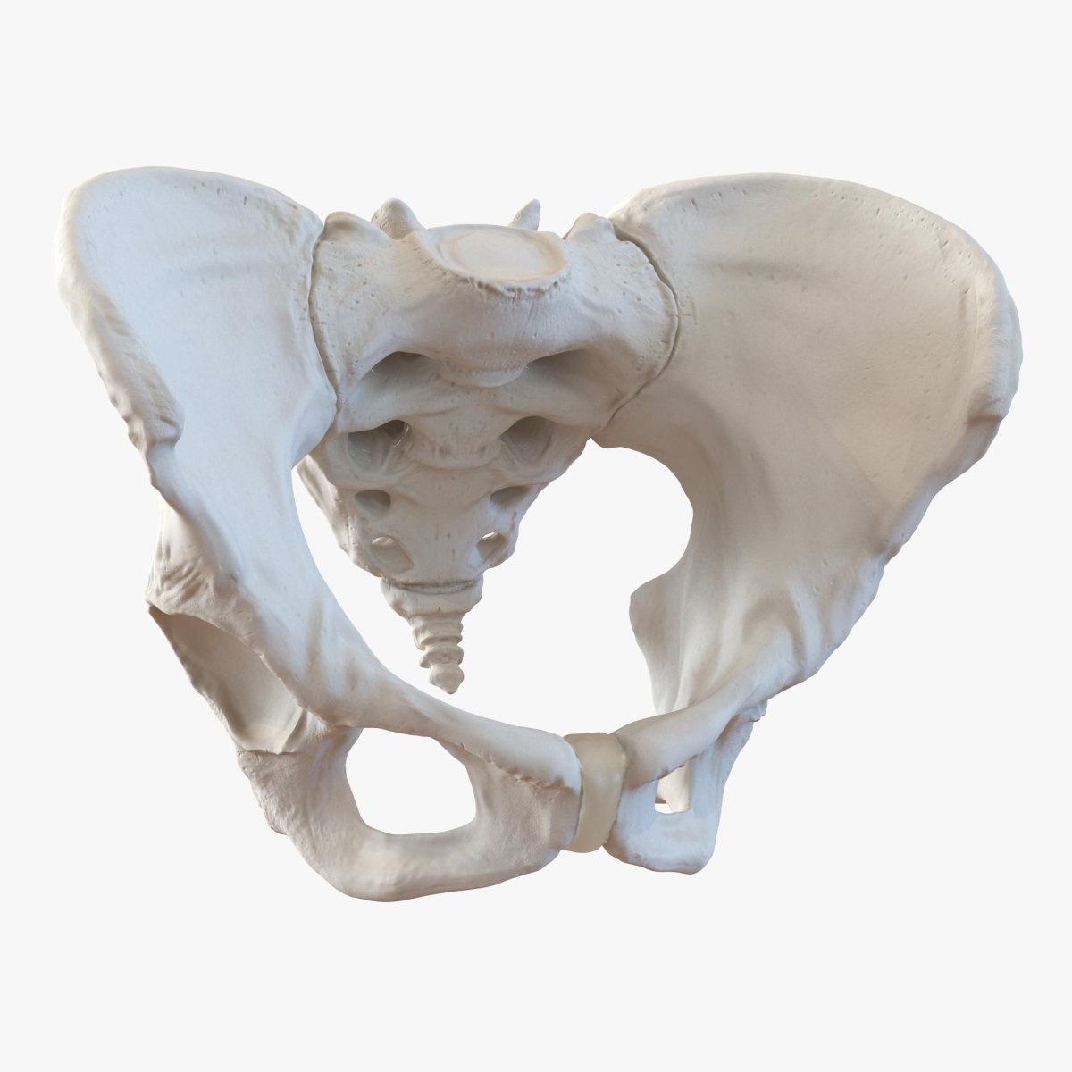 Три тазовые кости. Тазовая кость 3d. Кости таза 3д. Тазовая кость анатомия 3d. Скелет женского таза.