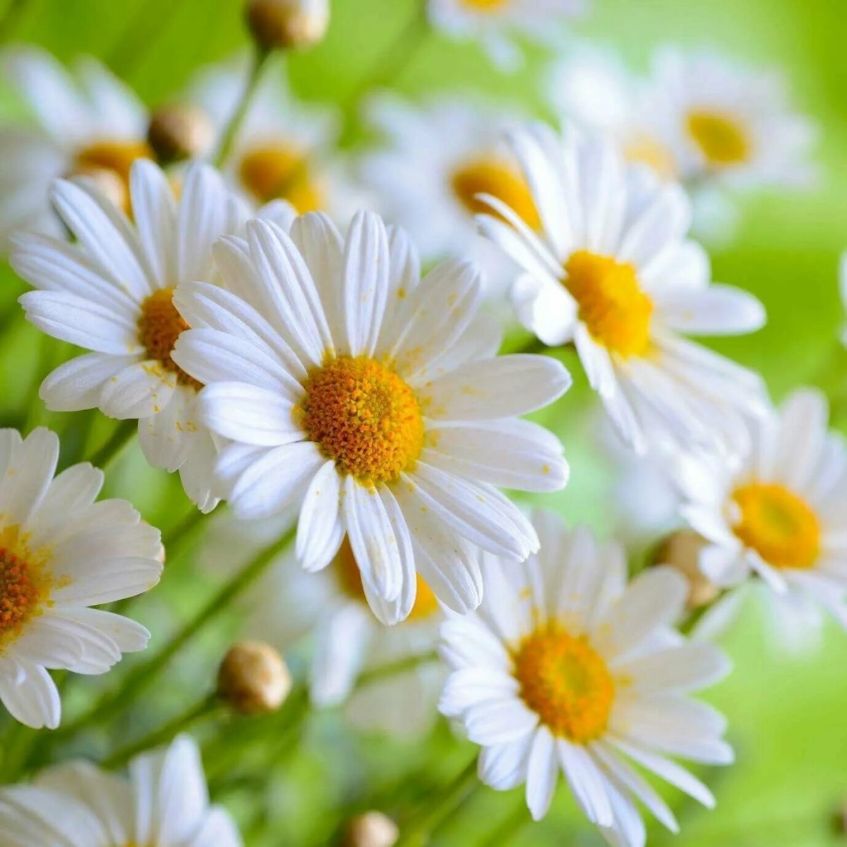 Разные цветы и ромашки