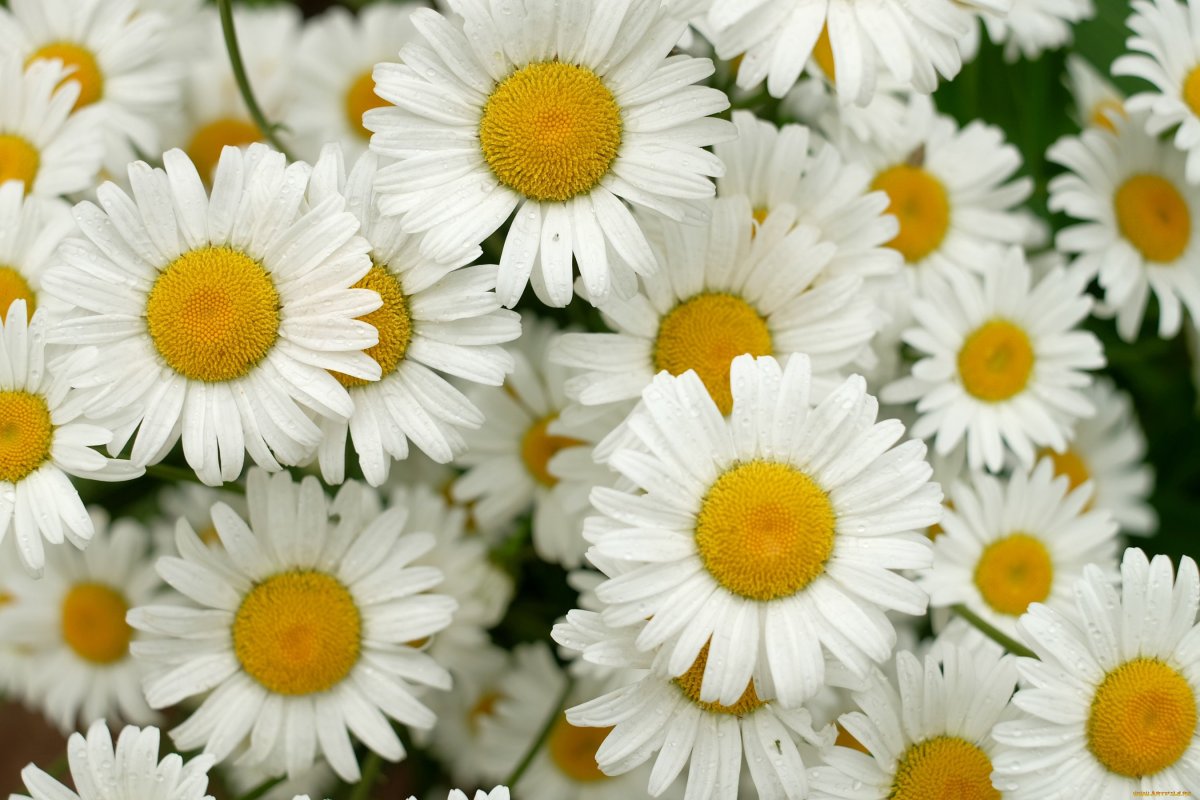 Ромашка цветы