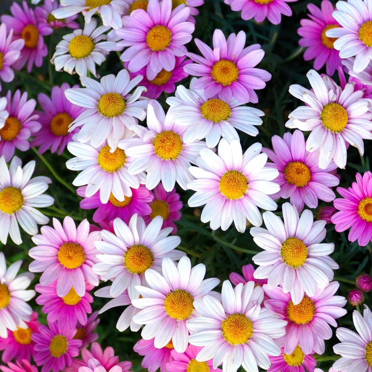 Цветные ромашки