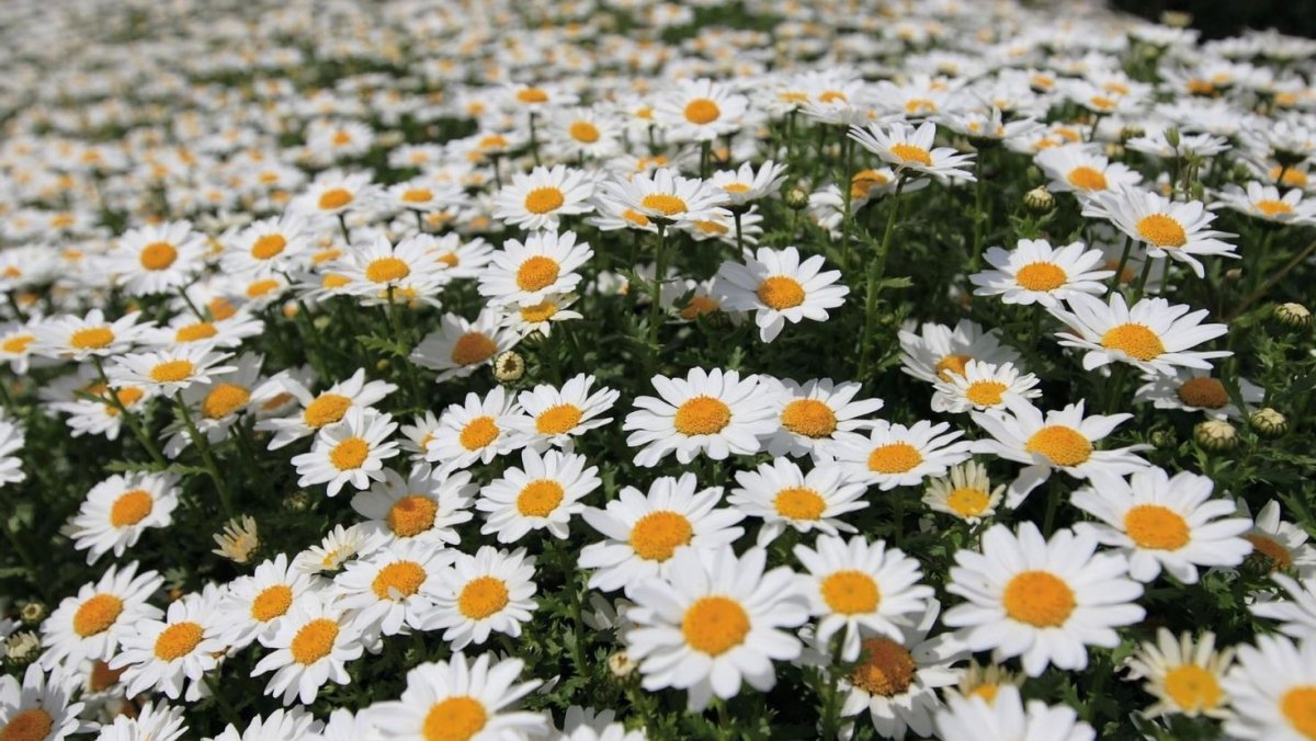 Ромашки Дейзи Флауэр