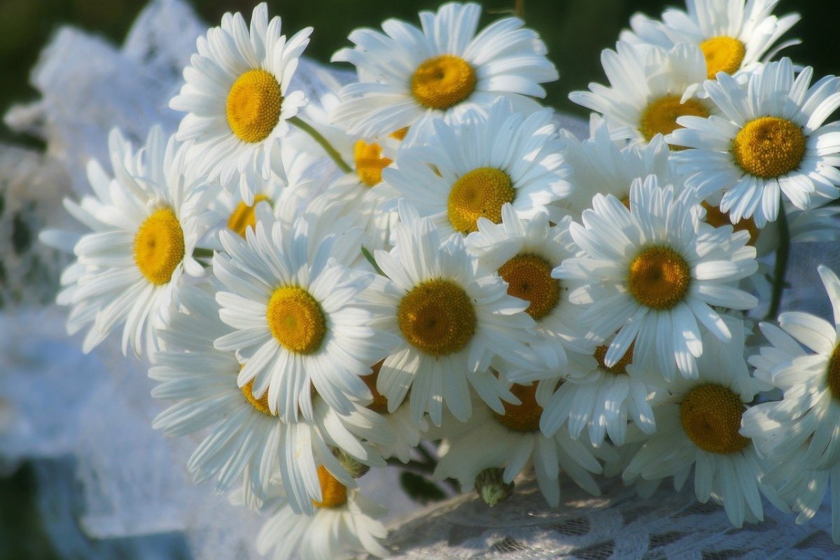 Красивые ромашки