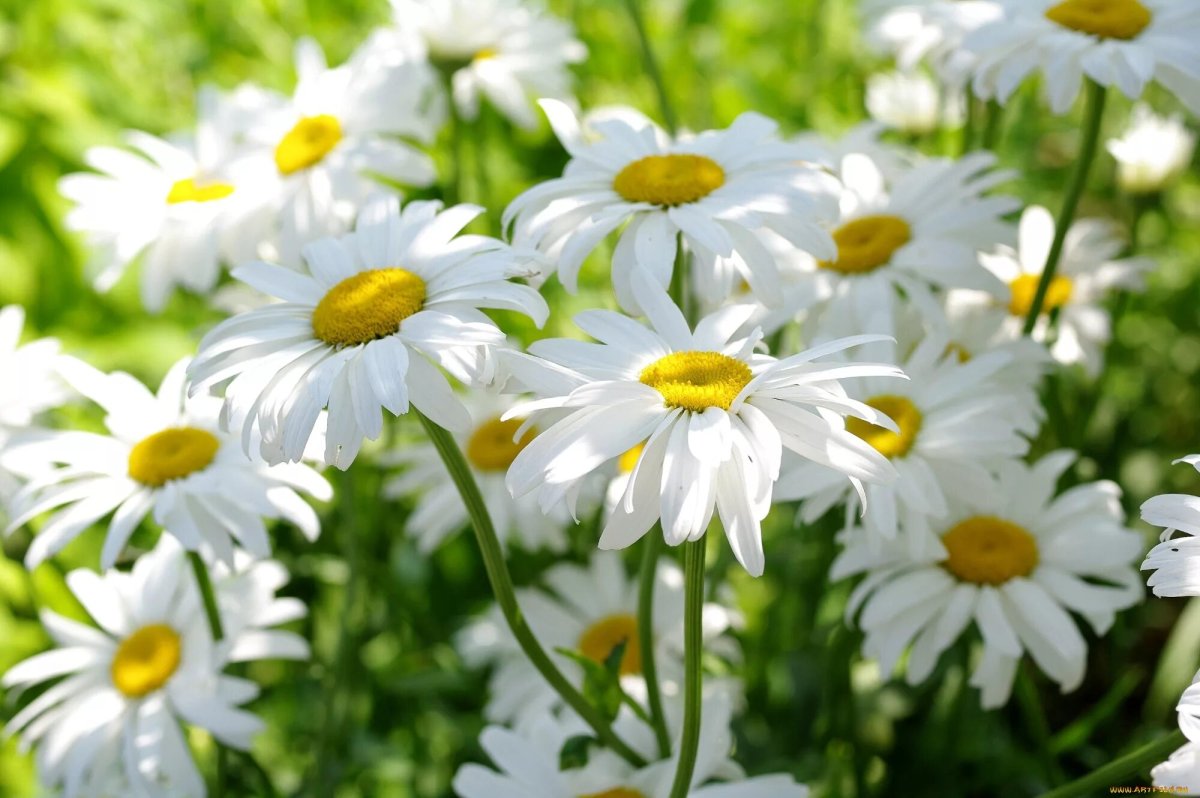 Фото ромашек высокого качества