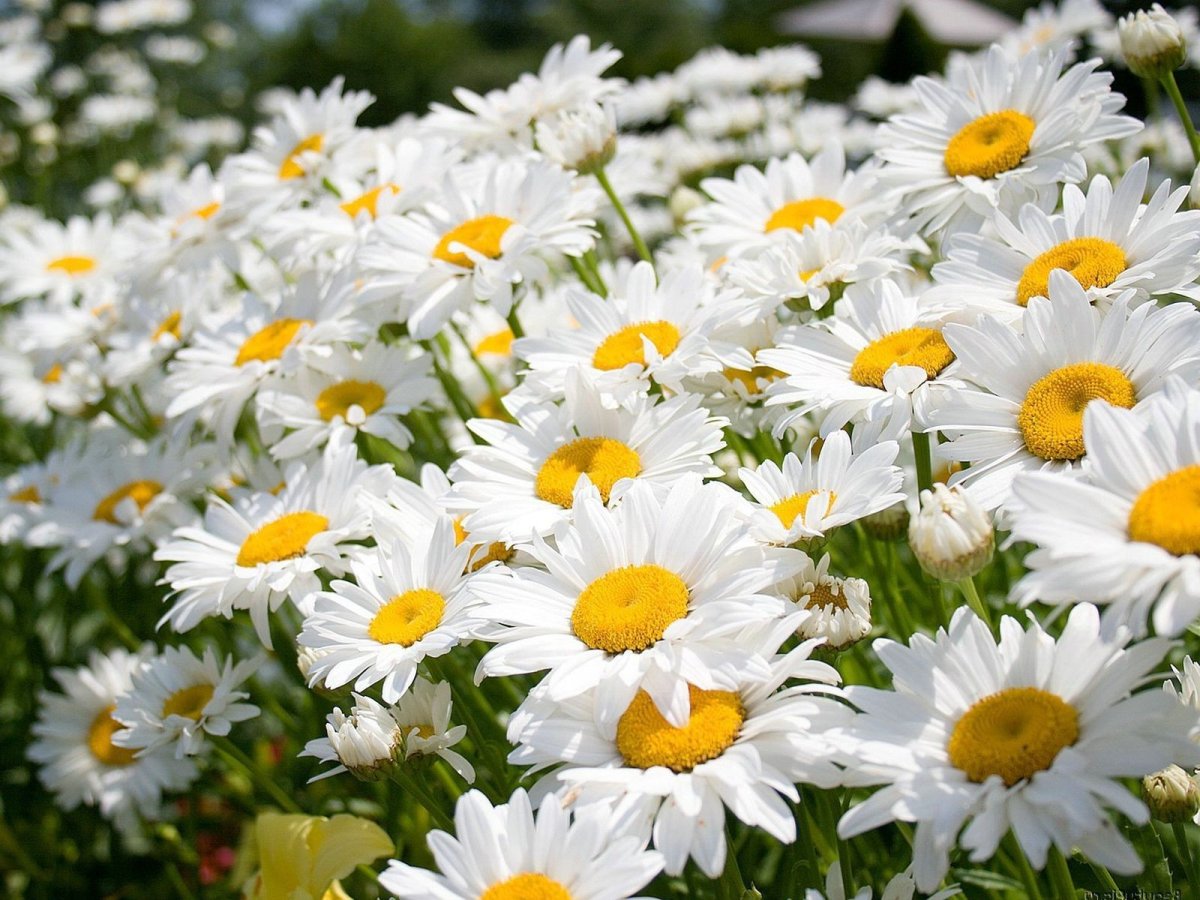 Мойчечак Гули