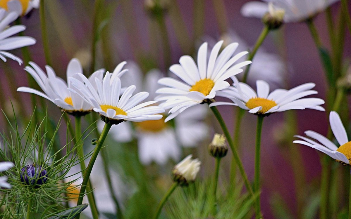 Красивые ромашки