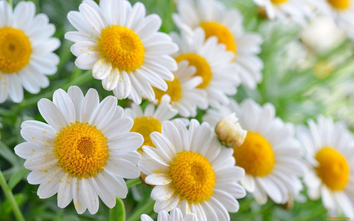 Крупные ромашки