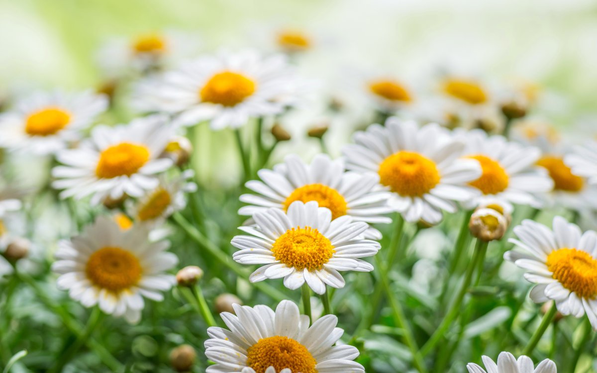 Крупные ромашки
