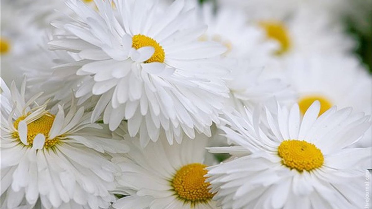Нежные ромашки