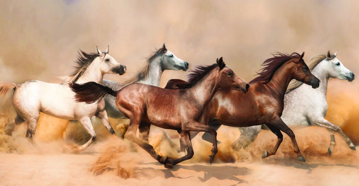 Табун лошадей в пустыне