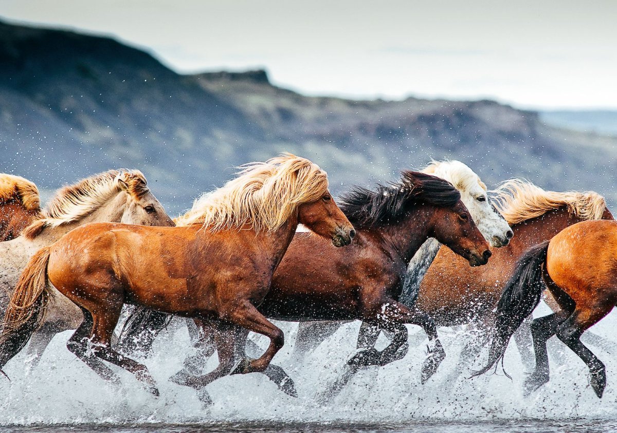 Двойная экспозиция лошадь