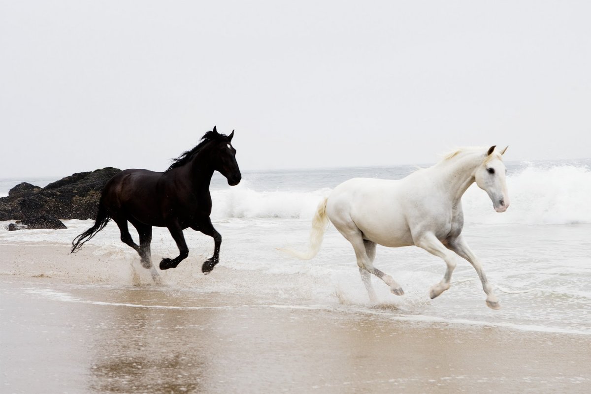 Кони в узком