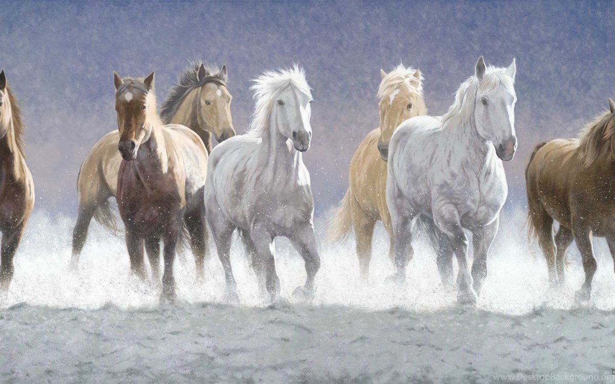 Вороной Мустанг иноходец