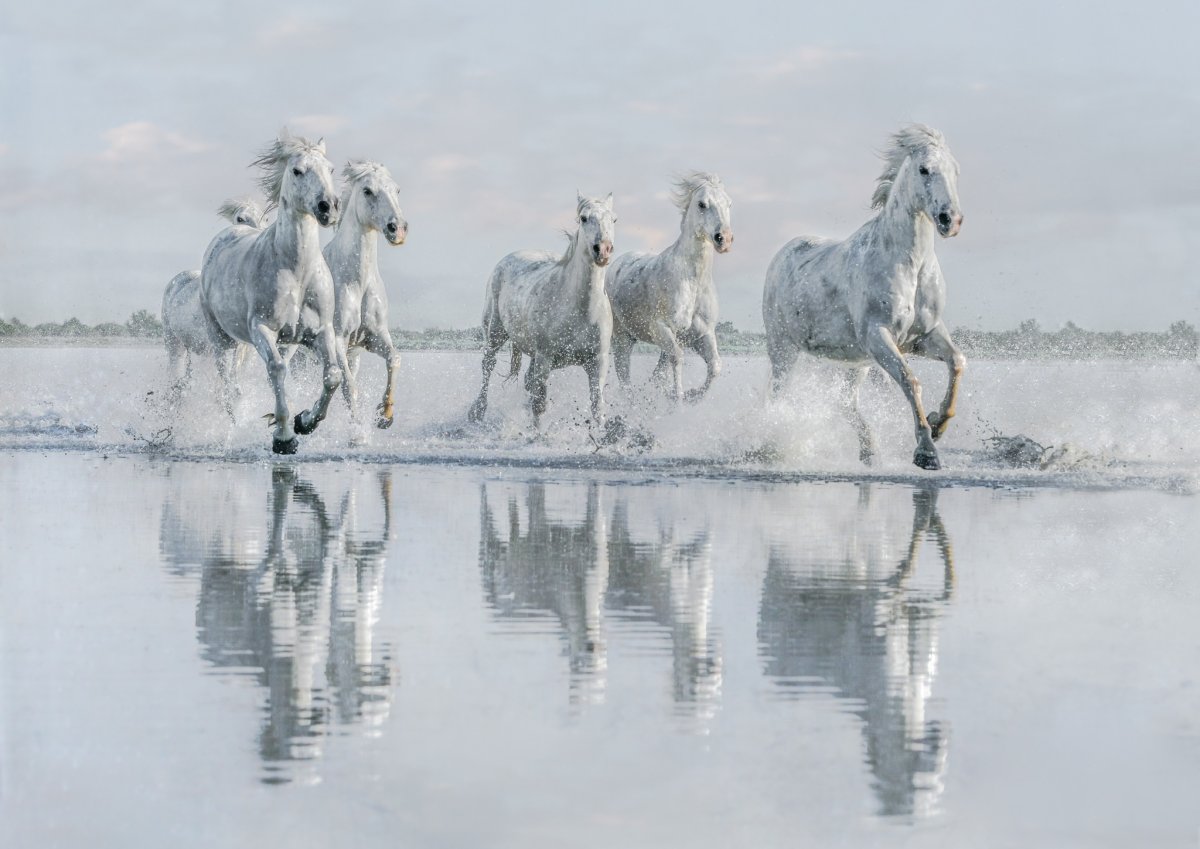 Конь скачет