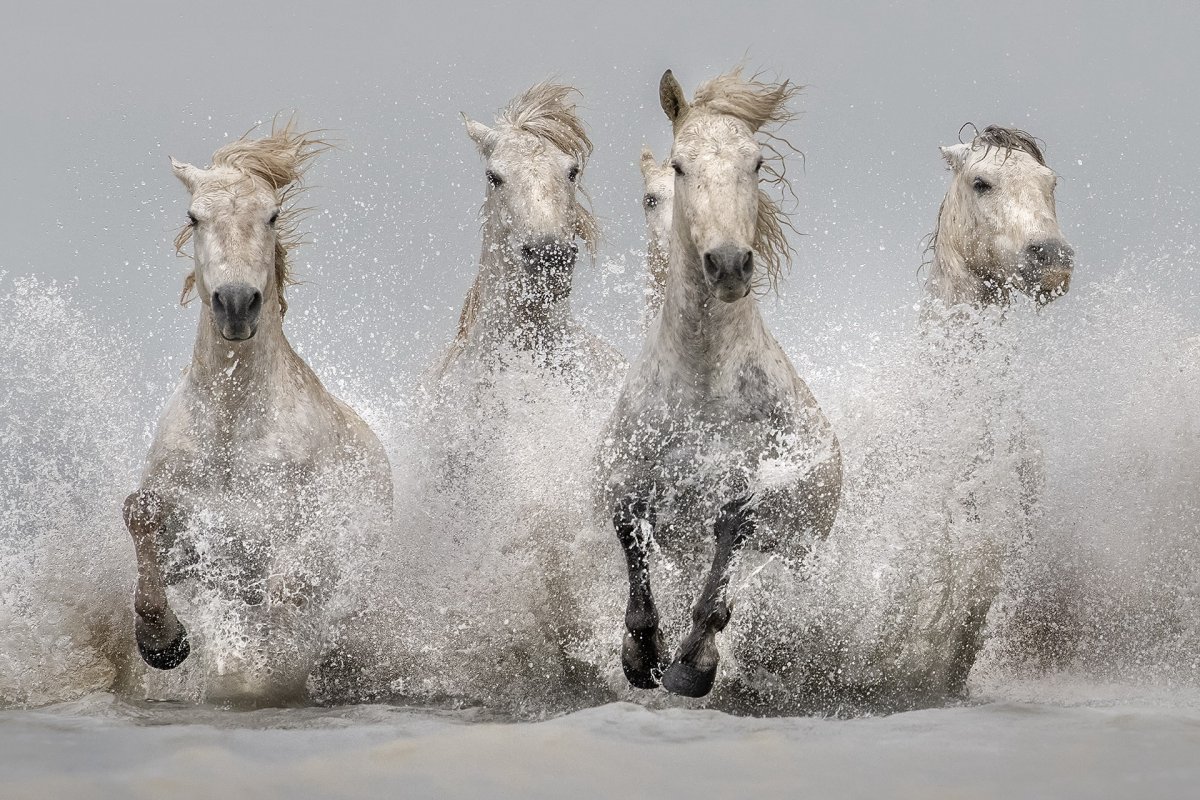 Табун белых лошадей