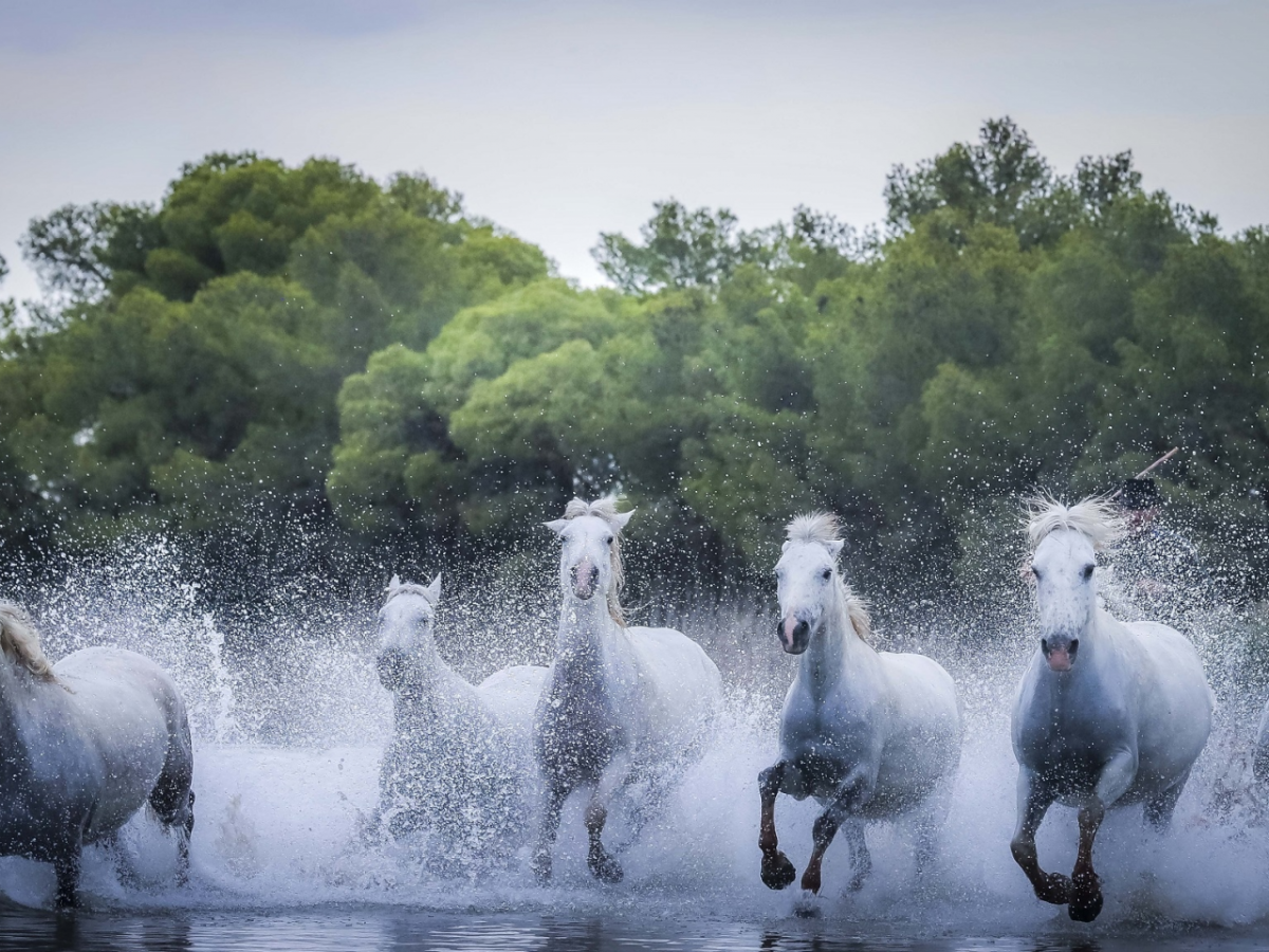 Табун лошадей