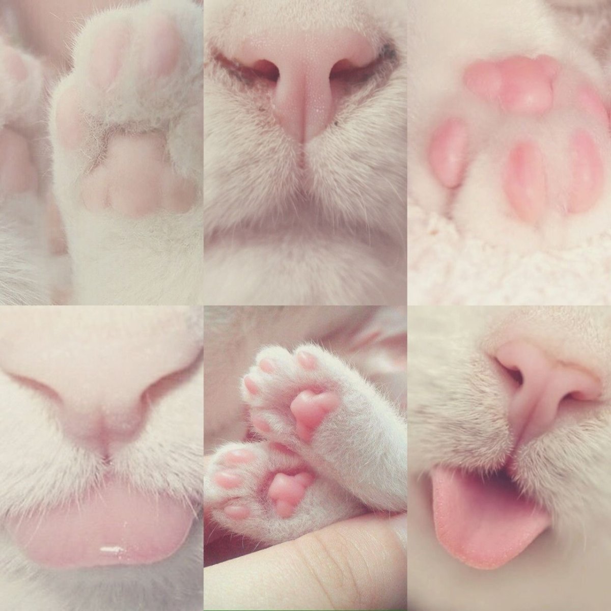 Милые кошачьи лапки