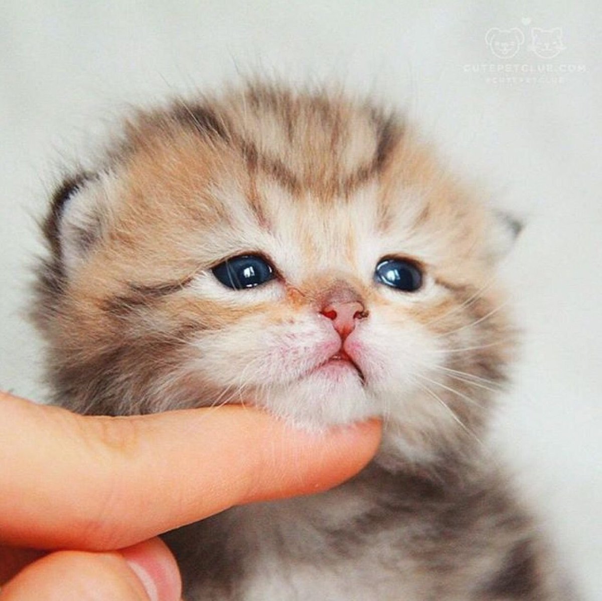 Карликовые котята