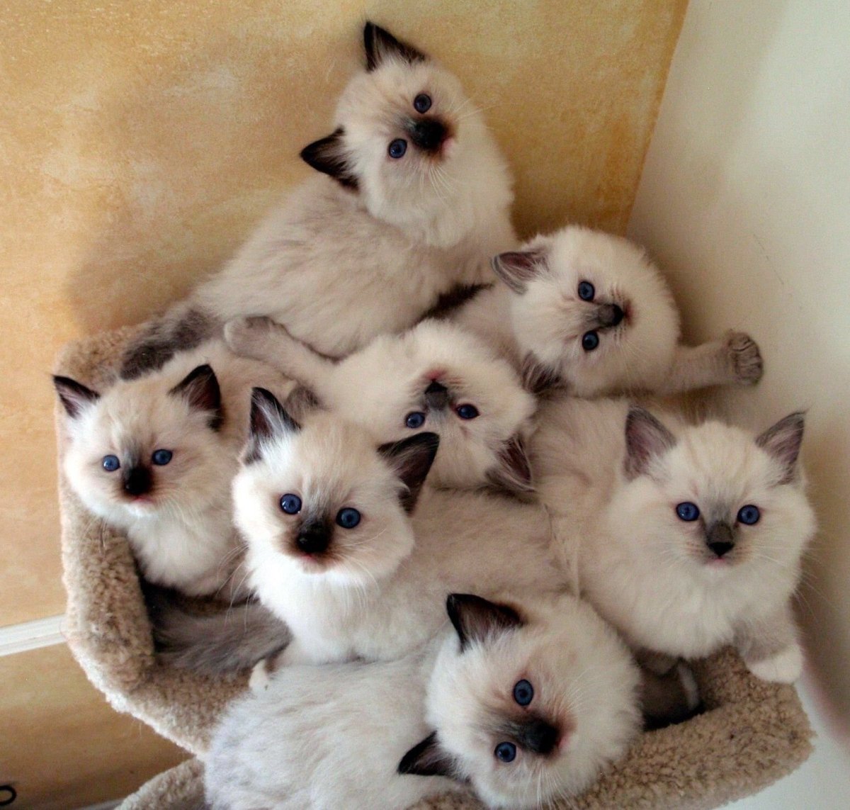 Много котят