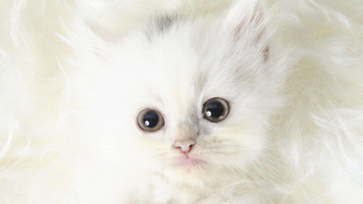 Белый пушистый котенок
