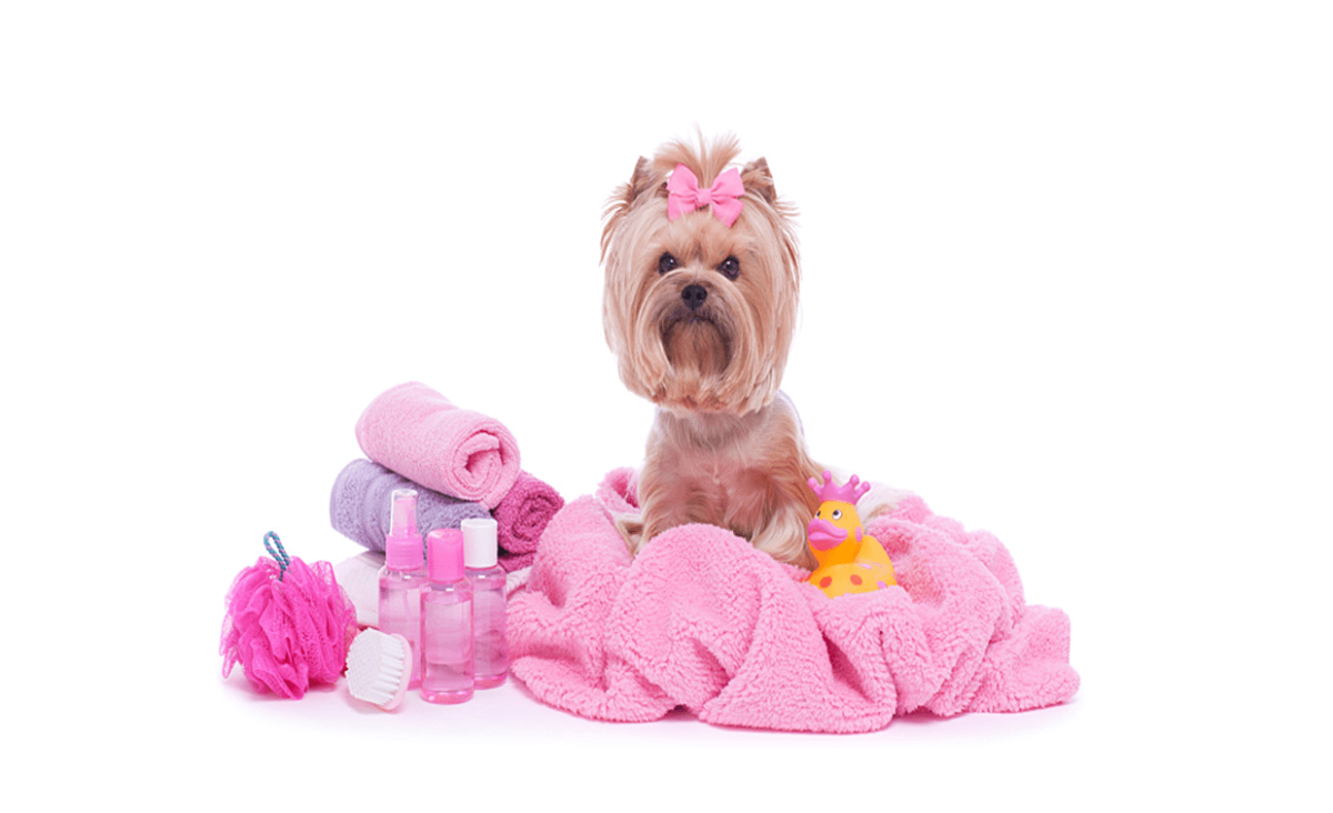 Инга Измайлова иллюстрации таксы