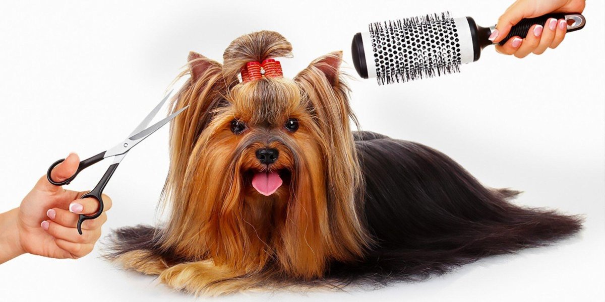 Грумер рисунок