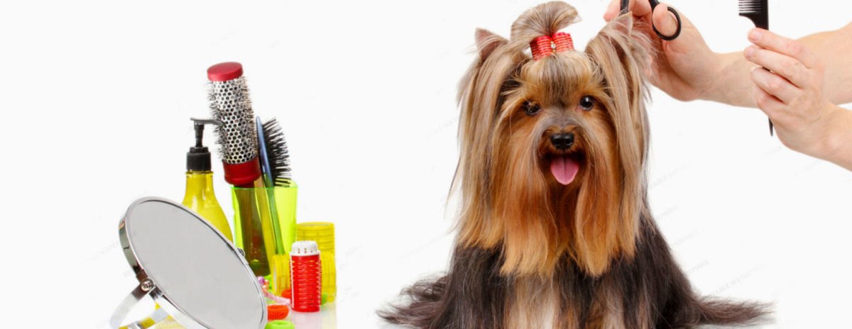 С днем рождения Йоркширский терьер