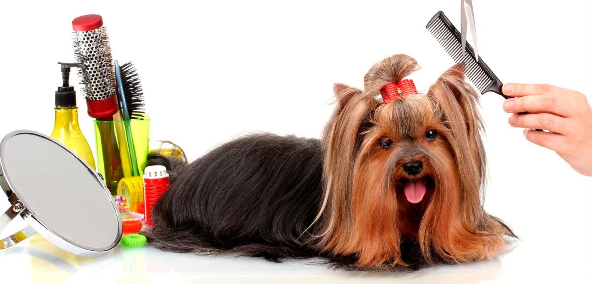 Парикмахерская для собак логотип