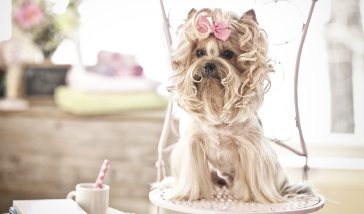 Собака в бигудях