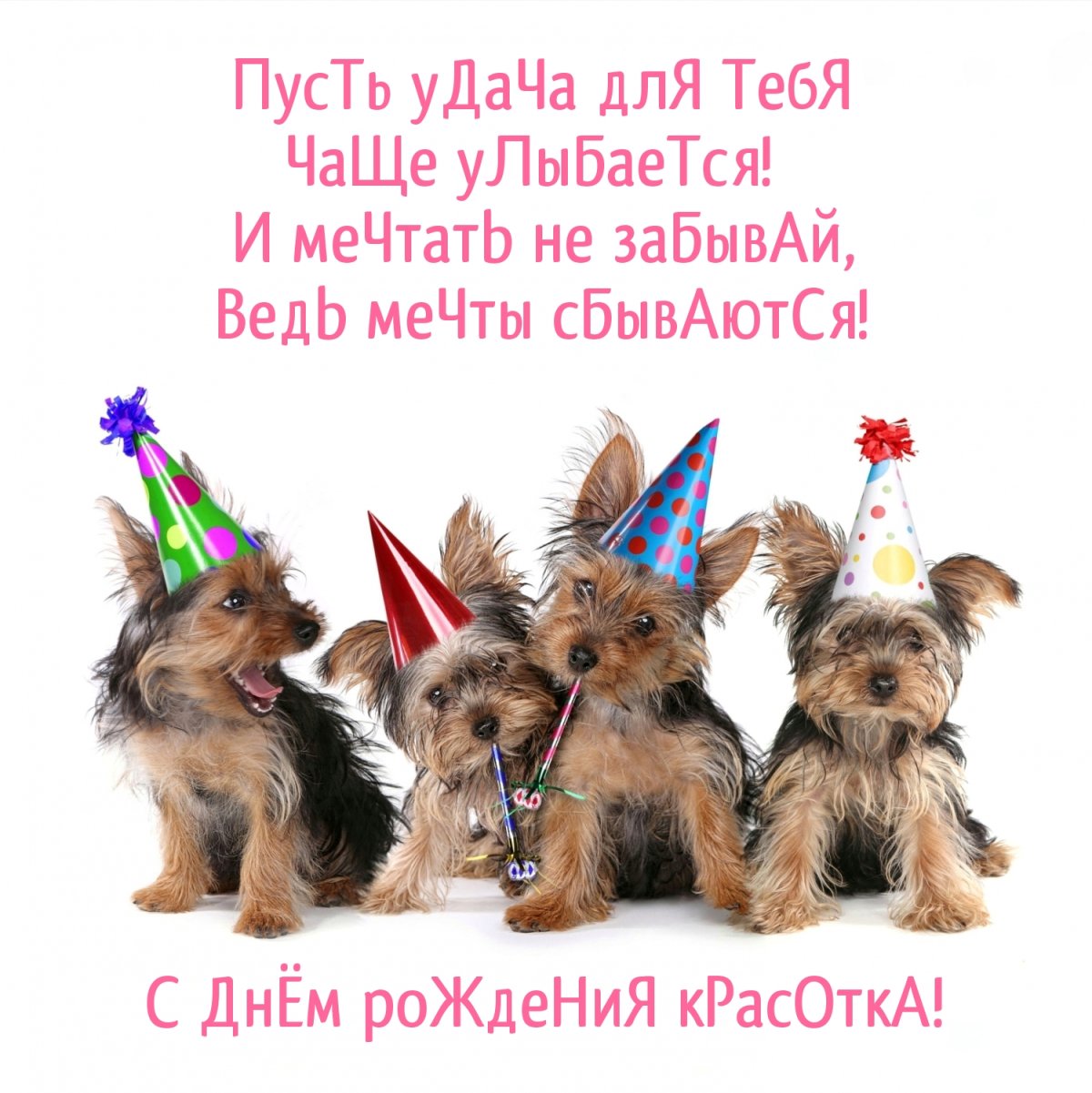 Кинолог грумер