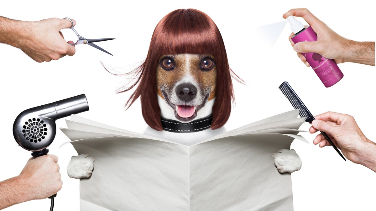 Профессия грумер