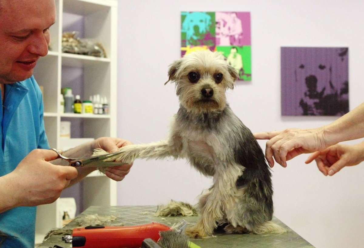 Грумминг Мельникова Химки