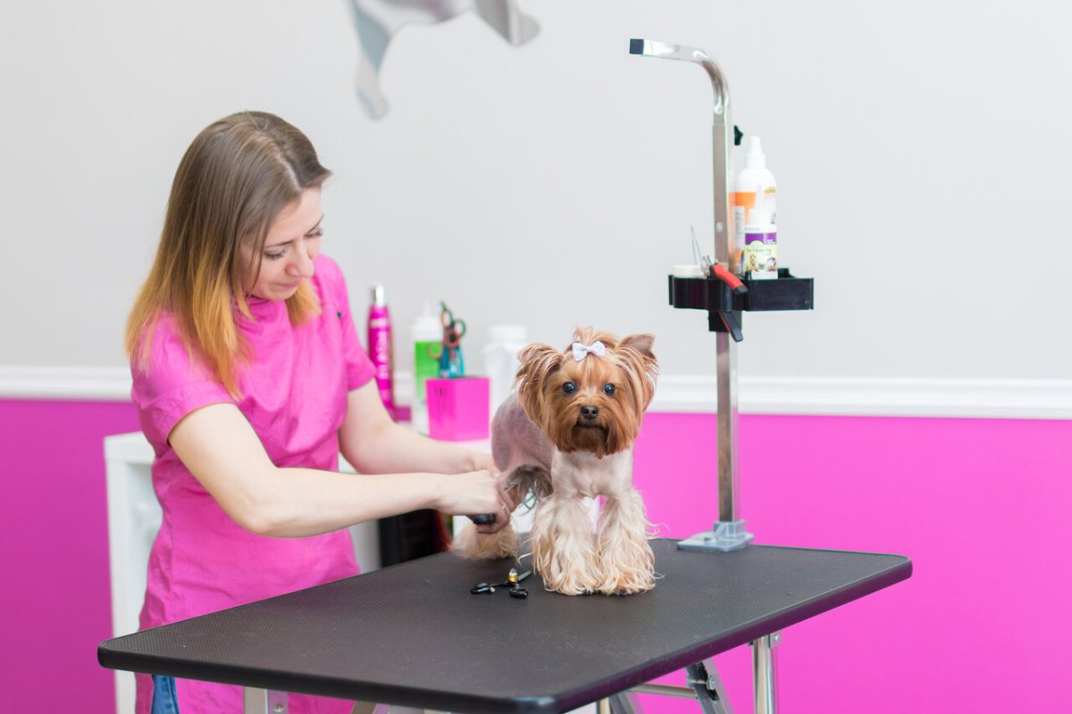 Стрижка собак