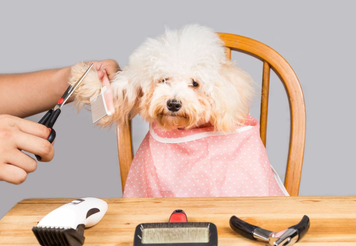 Парикмахерская для собак