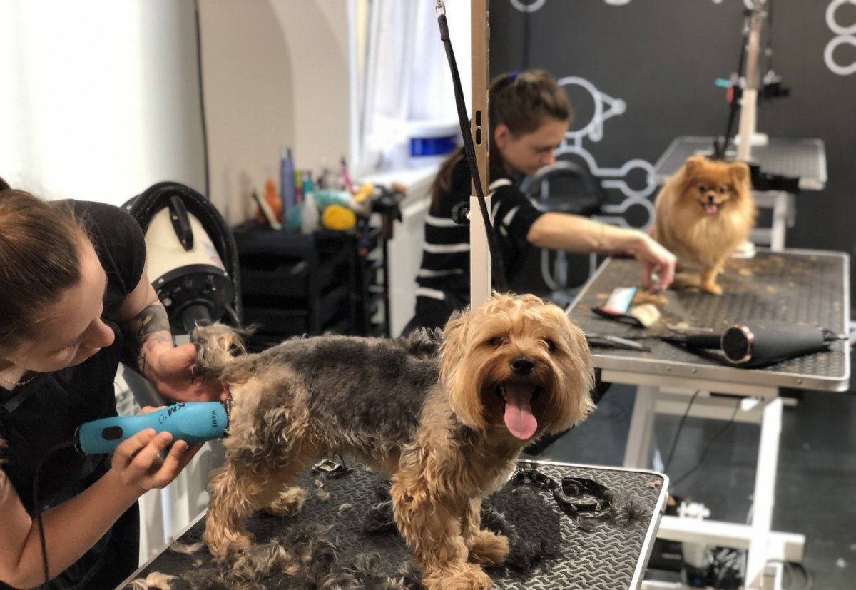 Лайкин во Владимире