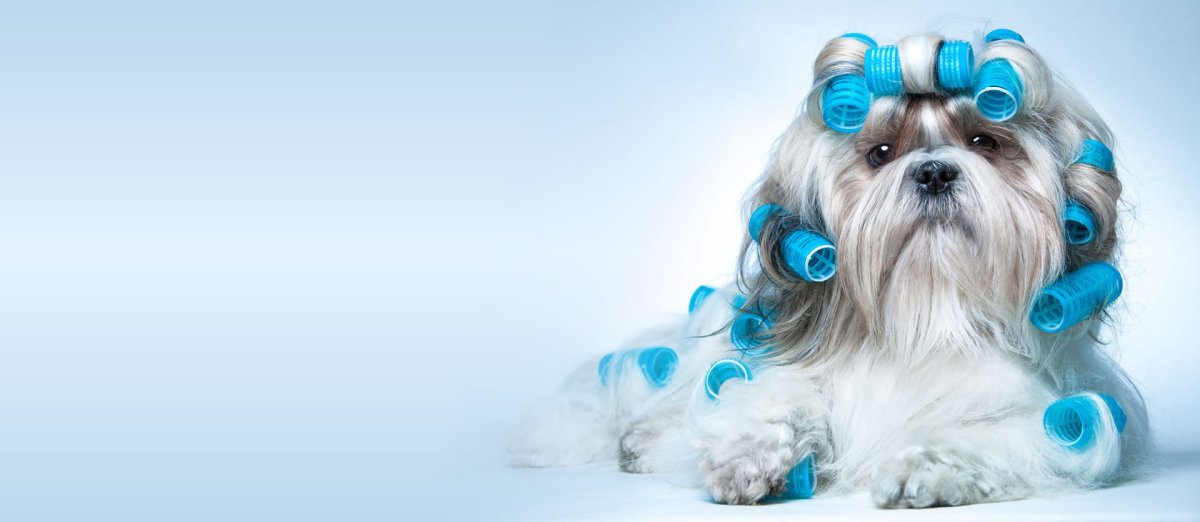 Услуги для животных