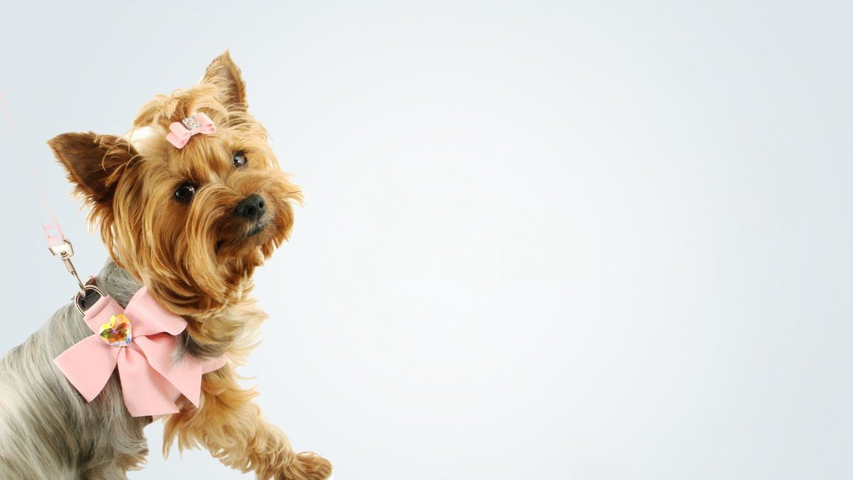 Груминг салон