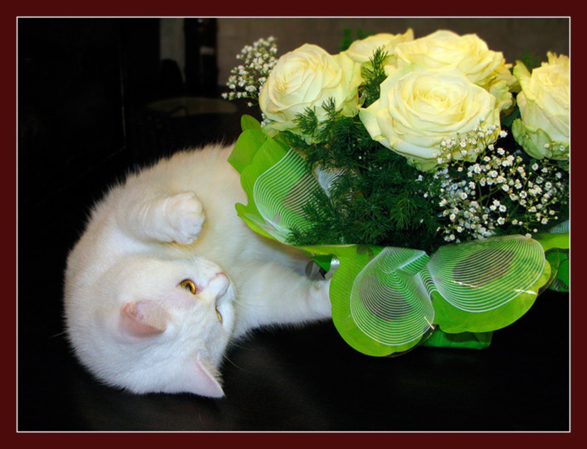 Цветы и коты с юбилеем