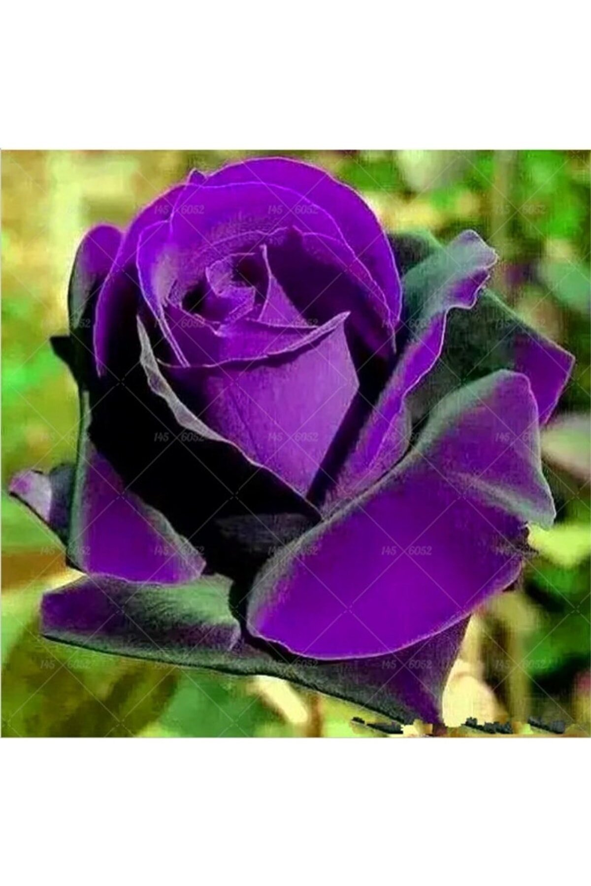 Роза Садбарг