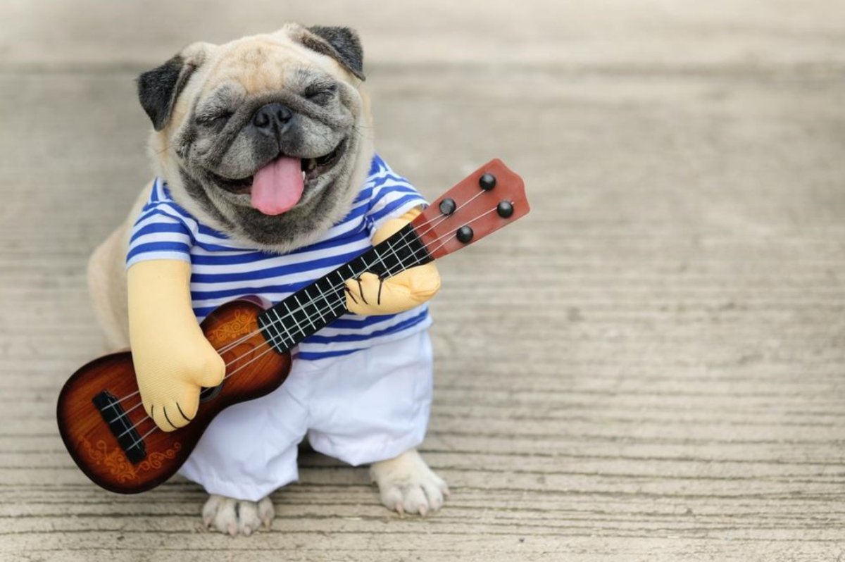 Кот с электрогитарой